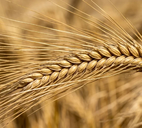 From high-grade malting barley for specialized brewing to nutrient-dense feed barley for livestock sectors, we supply energy-rich crops that meet exact grain sizing and purity standards required by global markets.
