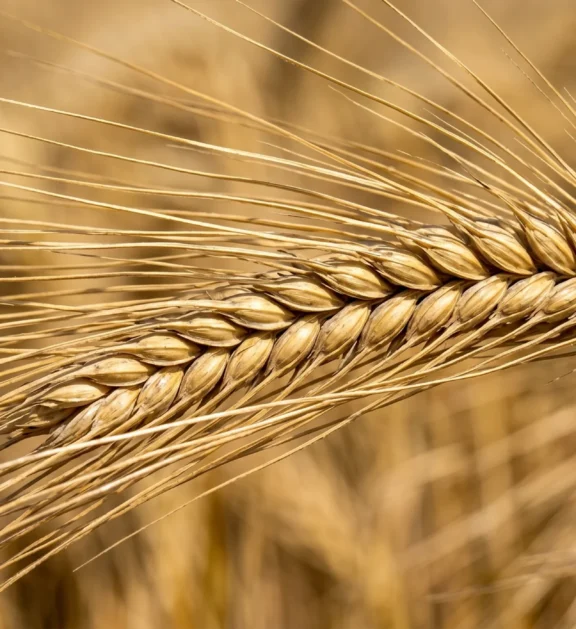 From high-grade malting barley for specialized brewing to nutrient-dense feed barley for livestock sectors, we supply energy-rich crops that meet exact grain sizing and purity standards required by global markets.