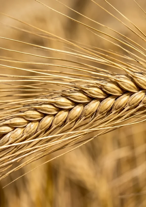 From high-grade malting barley for specialized brewing to nutrient-dense feed barley for livestock sectors, we supply energy-rich crops that meet exact grain sizing and purity standards required by global markets.