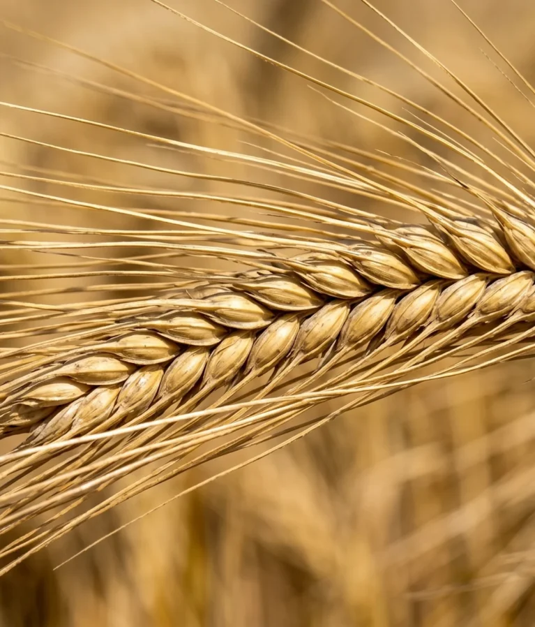 From high-grade malting barley for specialized brewing to nutrient-dense feed barley for livestock sectors, we supply energy-rich crops that meet exact grain sizing and purity standards required by global markets.